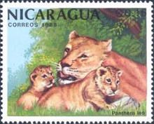Lion (Panthera leo)