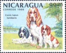 American Cocker Spaniel (Canis lupus familiaris)