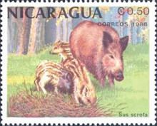 Wild Boar (Sus scrofa)