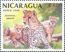 Cheetah (Acinonyx jubatus)