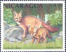 Red Fox (Vulpes vulpes)