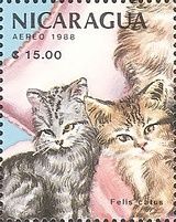 Domestic Cat (Felis silvestris catus)