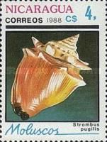 West Indian Fighting Conch (Strombus pugilis)