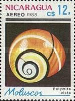 Cuban Land Snail (Polymita picta)