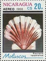 Japanese Baking Scallop (Pecten laqueatus)