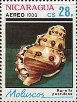Gaudy Frog Shell (Ranella pustulosa)