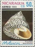 Maculated Top Shell (Trochus maculatus)