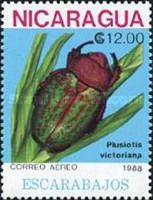 Scarab Beetle (Plusiotis victoriana)