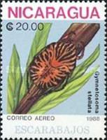 Beetle (Gymnetosoma stellata)