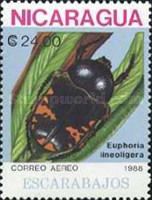 Beetle (Euphoria lineoligera)