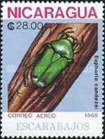 Beetle (Euphoria candezei)