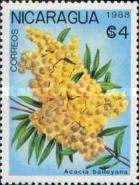Acacia baileyana