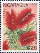Callistemon speciosus