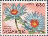 Nymphaea caerulea