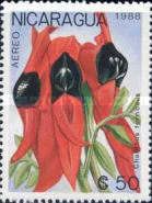 Clianthus formosus