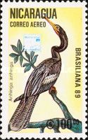 Anhinga (Anhinga anhinga)