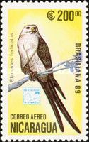 Swallow-tailed Kite (Elanoides forficatus)
