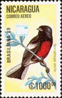 Painted Redstart (Setophaga picta)