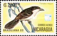 Great Antshrike (Taraba major)