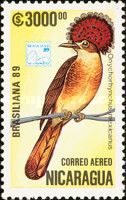 Northern Royal Flycatcher (Onychorhynchus mexicanus)