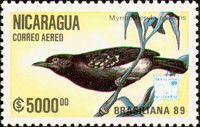 White-flanked Antwren (Myrmotherula axillaris)