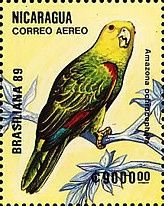 Yellow-headed Parrot (Amazona ochrocephalus)