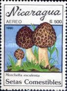 Morchella esculenta