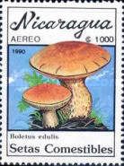 Cep (Boletus edulis)