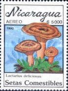 Lactarius deliciosus