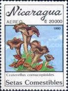 Craterellus cornucopioides