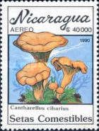 Cantharellus cibarius
