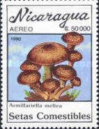 Armillariella mellea