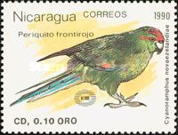 Red-crowned Parakeet (Cyanoramphus novaezelandiae)