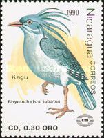 Kagu (Rhynochetos jubatus)
