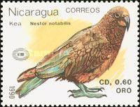 Kea (Nestor notabilis)
