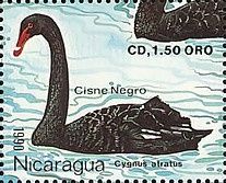 Black Swan (Cygnus atratus)