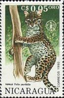 Ocelot (Felis pardalis)