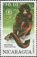 Central American Spider Monkey (Ateles geoffroyi)