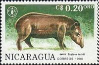 Baird's Tapir (Tapirus bairdii)