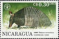 Nine-banded Armadillo (Dasypus novemcintus)