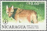 Coyote (Canis latrans)