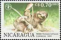 Hoffmann's Two-toed Sloth (Choloepus hoffmanni)