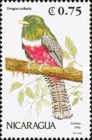 Collared Trogon (Trogon collaris)
