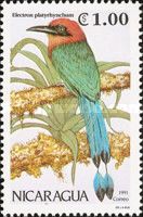 Broad-billed Motmot (Electron platyrhynchum)