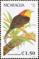 Wire-tailed Manakin (Teleonema filicauda)