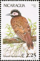 Black-spotted Bare-eye (Phlegopsis nigromaculata)