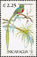 Resplendent Quetzal (Pharomachrus mocinno)
