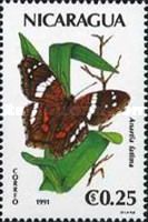 Banded Pecock (Anartia fatima)