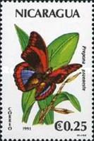 Prepona Butterfly (Prepona praeneste)