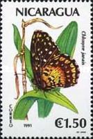 Crimson Patch (Chlosyne janais)